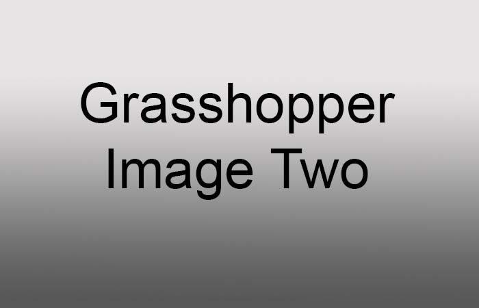 grasshopper image two